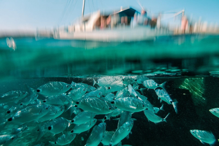 Fish in the crystal clear sea of Asinara