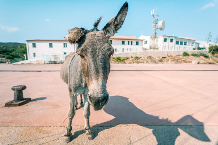 Donkey on the island of Asinara during the stop at Fornelli