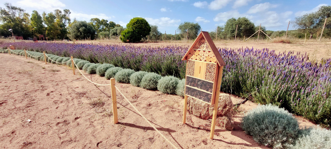 Arnia con campo di lavanda nel giardino delle api a Guardia Grande