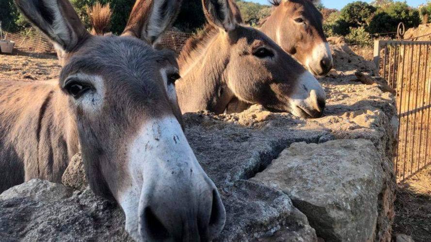 Des ânes dans la campagne d'Alghero lors d'une visite à l'oliveraie