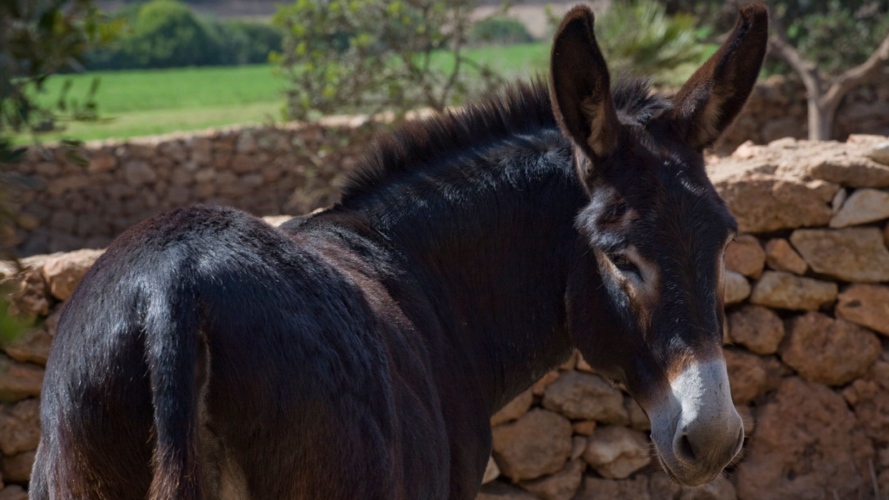 Des ânes dans la campagne d'Alghero lors d'une visite à l'oliveraie