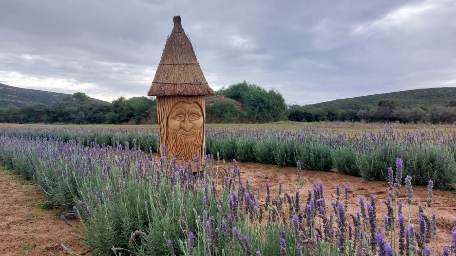 Campo di lavanda nel giardino delle api ad Alghero