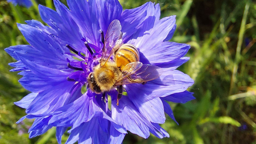 Un'ape si posa su un fiore nel giardino delle campagne di Alghero