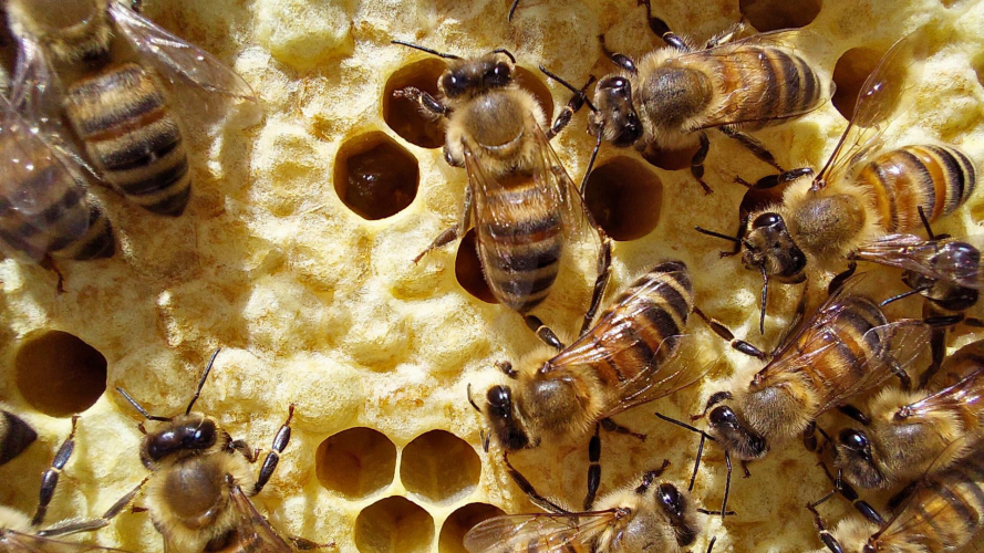 Api operaie lavorano nel loro alveare a Guardia Grande