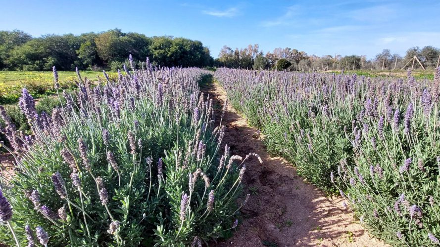 Campo di lavanda nel giardino delle api ad Alghero