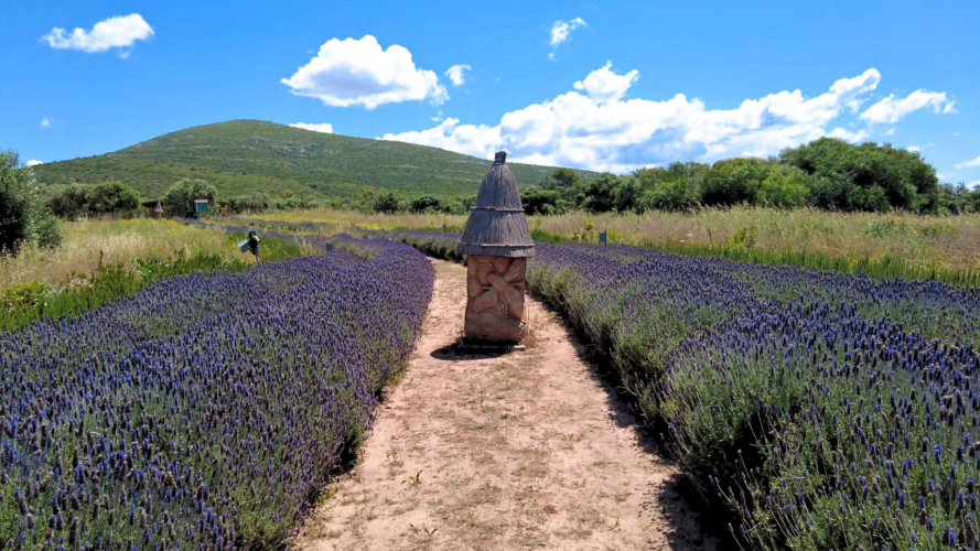 Campo di lavanda nel giardino delle api ad Alghero