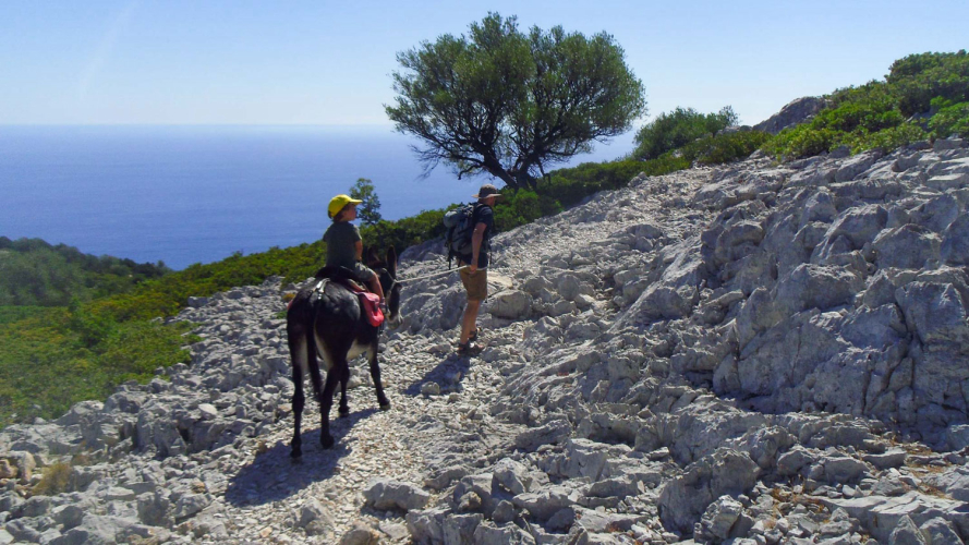Donkeys walk along the scenic coastline of the Gulf of Orosei