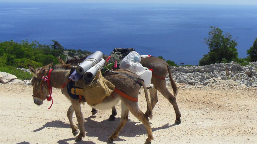 Donkeys walk along the scenic coastline of the Gulf of Orosei
