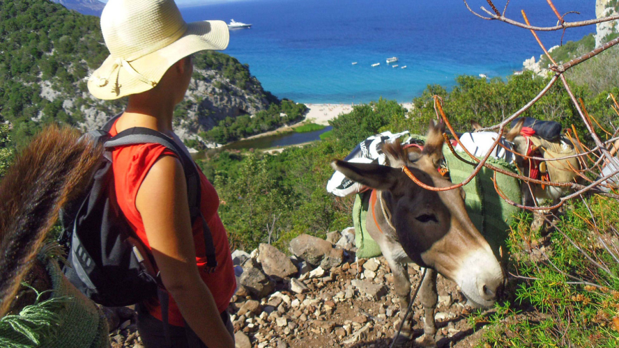 Donkeys walk along the scenic coastline of the Gulf of Orosei