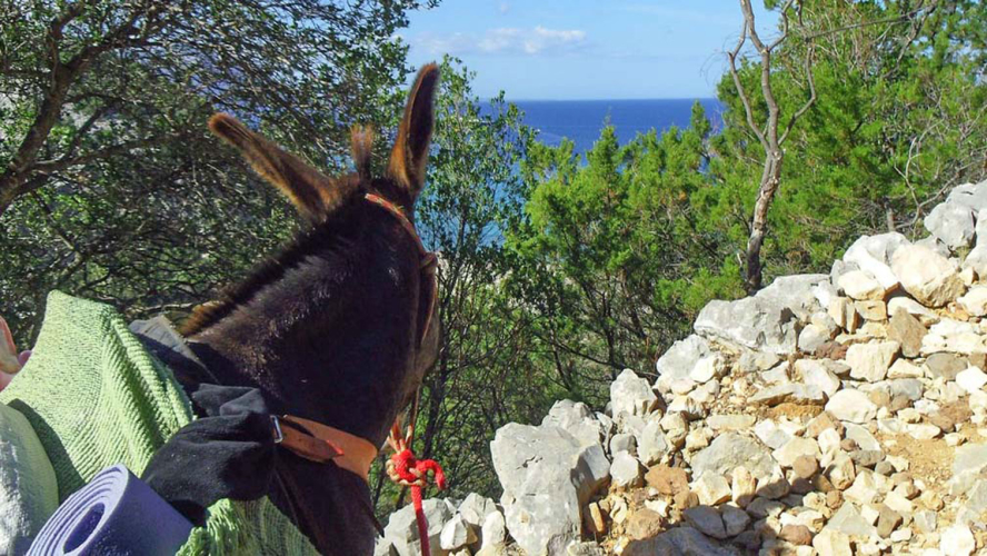 Donkeys walk along the scenic coastline of the Gulf of Orosei