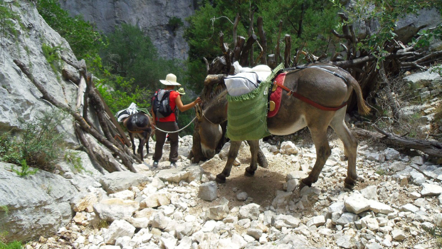 Donkeys walk along the scenic coastline of the Gulf of Orosei