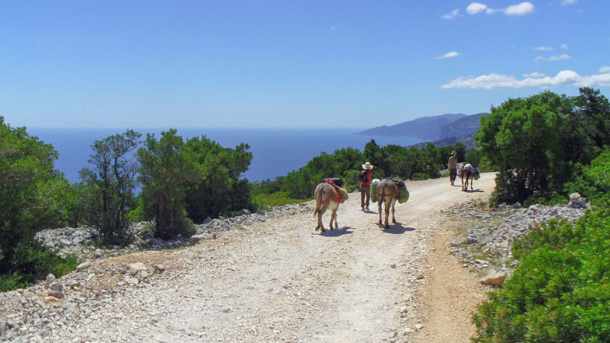Donkeys walk along the scenic coastline of the Gulf of Orosei