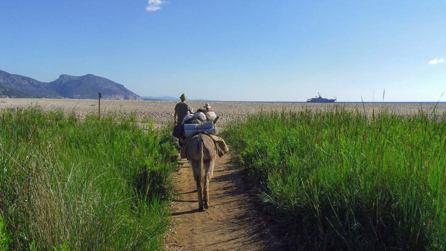 Donkeys walk along the scenic coastline of the Gulf of Orosei