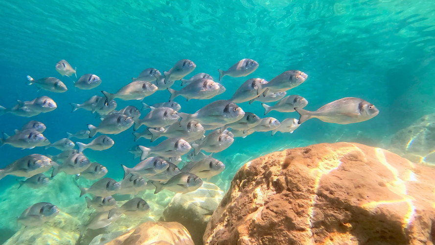 Fondale con pesci visibile durante la sosta snorkeling a Figarolo
