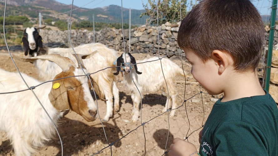 Un niño observa cabras en la granja