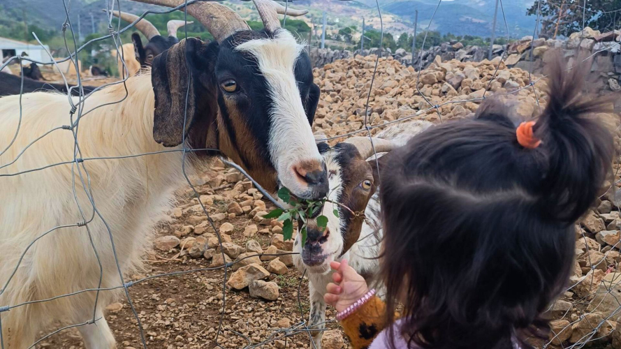 Una niña acaricia a sus cabritas durante una visita a una granja