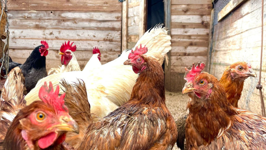 Gallinas de la granja en Seulo
