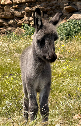 Âne sauvage sur l'île de l'Asinara
