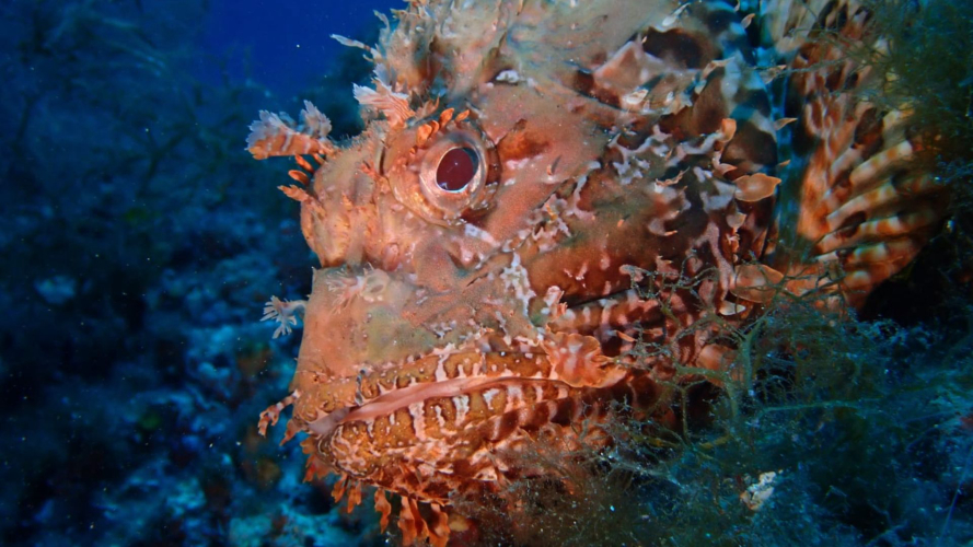 Poisson de la mer Méditerranée