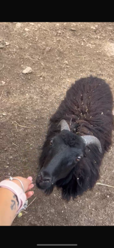 Pecora nera di Arbus in una fattoria della Gallura