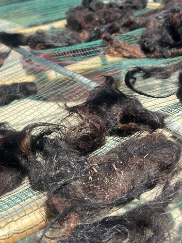 Lana di pecora sarda a Olbia