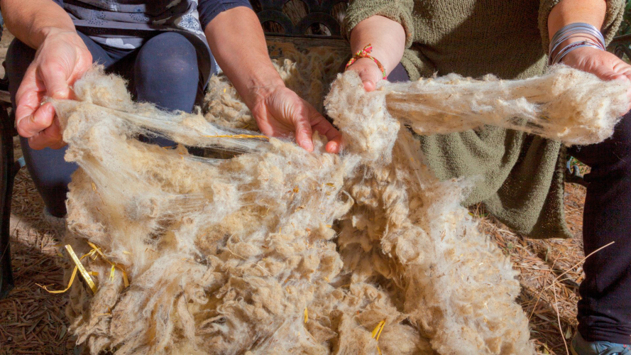 Lavaggio della lana durante il laboratorio nella Sardegna nord orientale