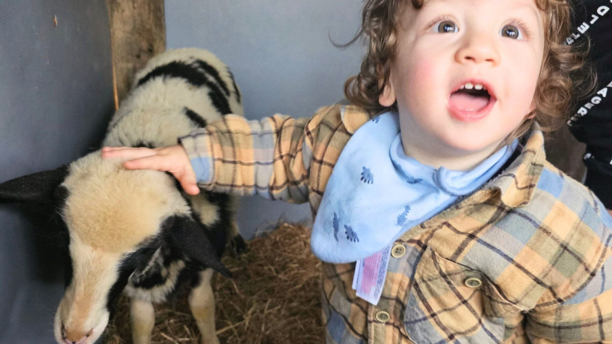 Bambino accarezza una pecorella in Sardegna