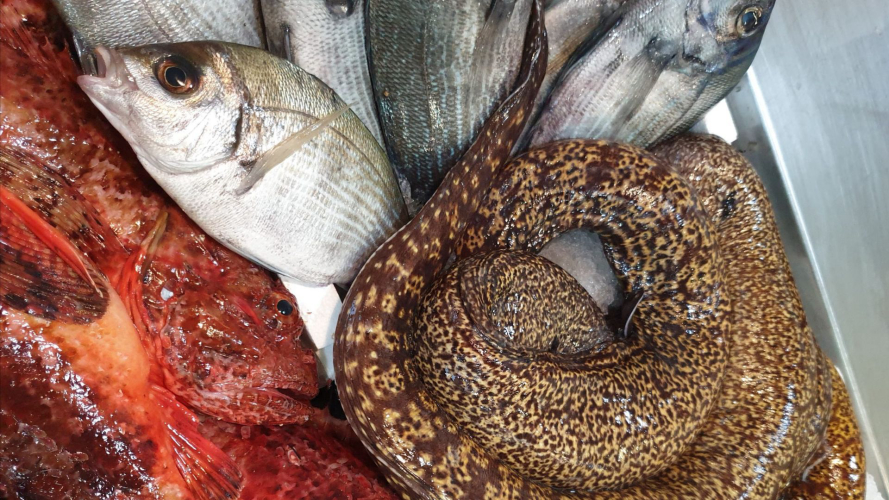 Pescato del giorno preparato durante il tour