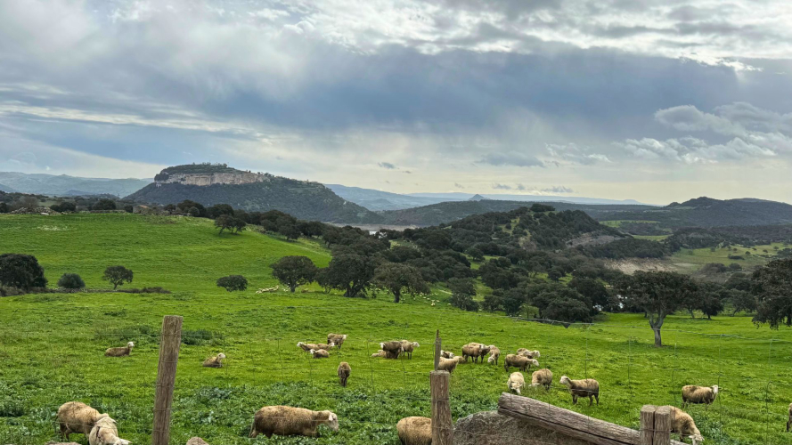 Pascoli verdi nei terreni circostanti al caseificio a Villanova Monteleone