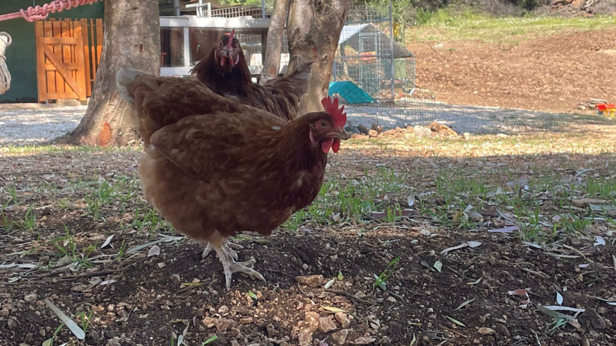 Poules dans une ferme à Dorgali