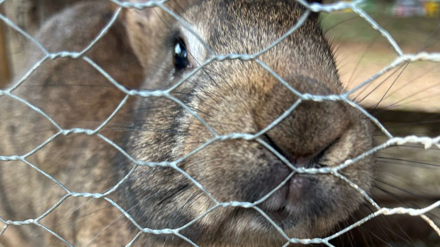 Lapin dans une ferme à Dorgali