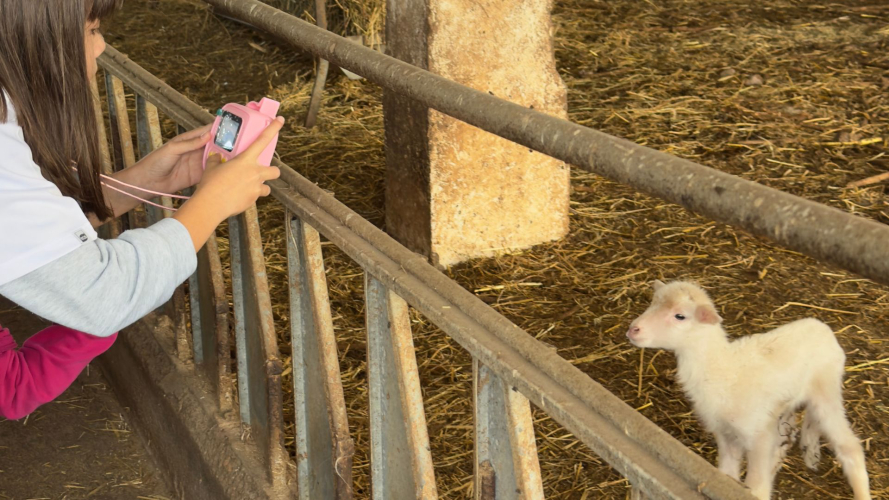 Bambina guarda un agnellino durante la visita all'azienda agricola