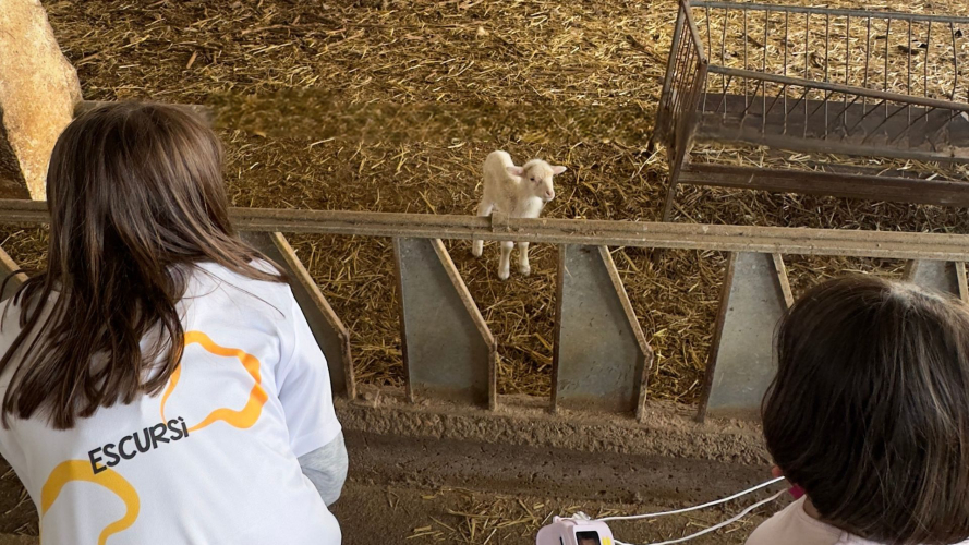 Bambine guardano un piccolo agnellino in una fattoria a Villanova Monteleone