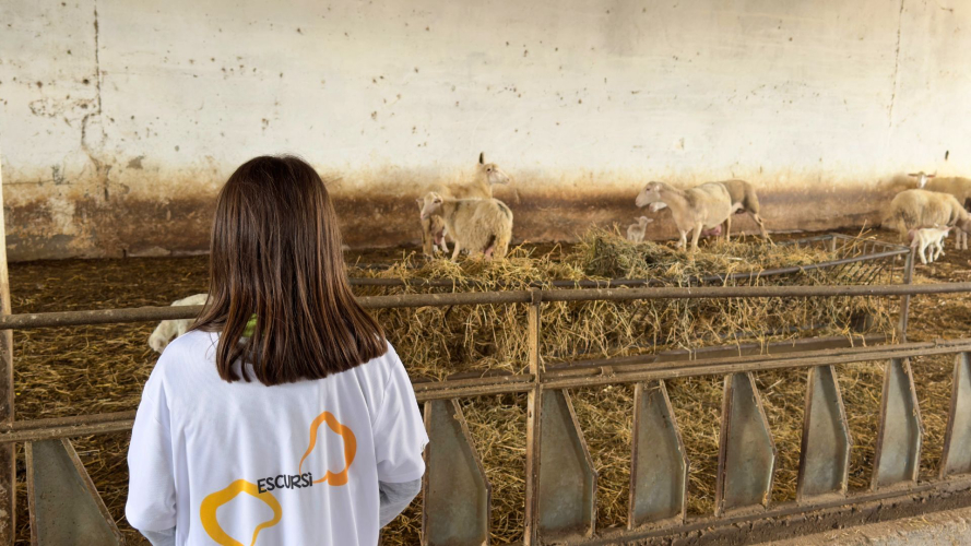 Bambina guarda le pecore nell'azienda agricola a Villanova Monteleone