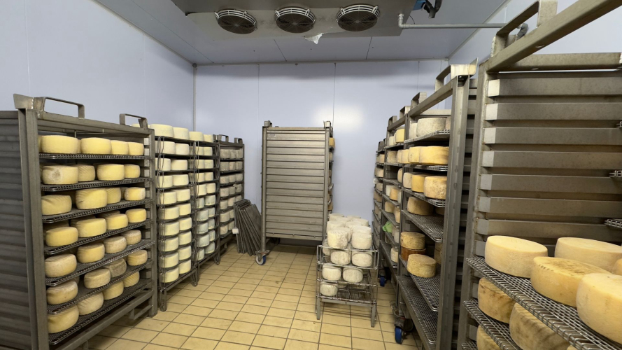Sala di stagionatura all'interno del caseificio artigianale vicino ad Alghero