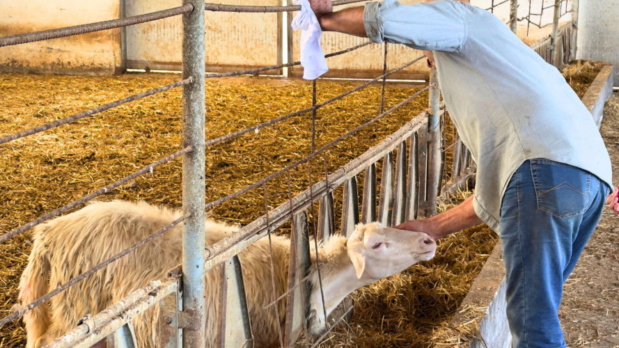 Il mastro casaro accarezza una pecora nella sua azienda agricola in provincia di Sassari