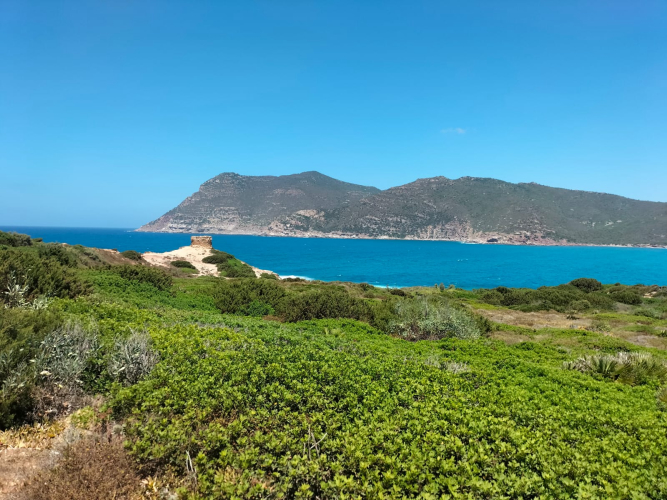 Natur an der Küste von Alghero im Nordwesten Sardiniens