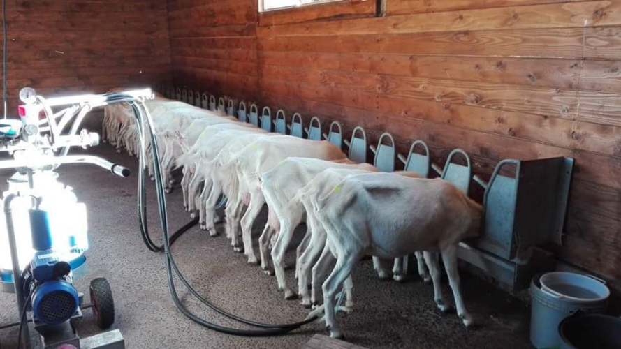 Mungitura delle capre nell'azienda agricola in provincia di Sassari