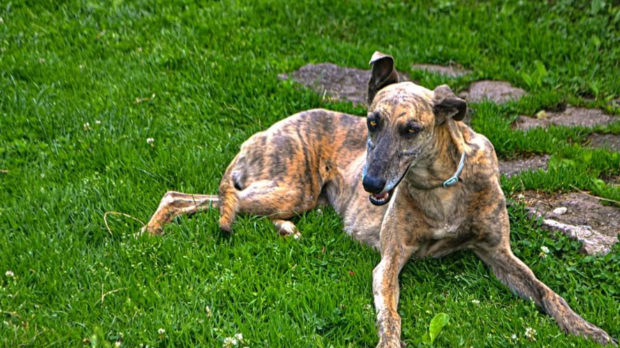 Cagnolino dell'azienda a Bonorva