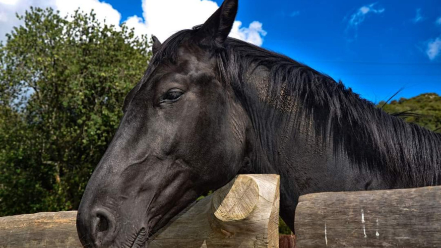 Cavallo della fattoria in provincia di Sassari