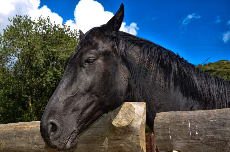 Cavallo dell'azienda agricola a Bonorva