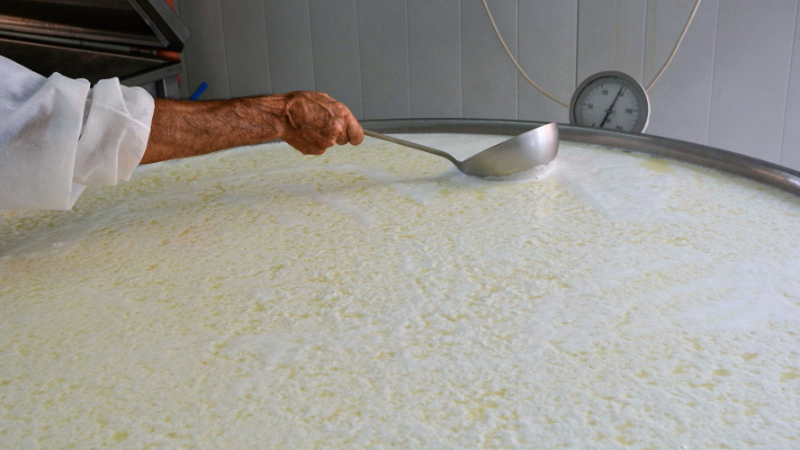 Lavorazione del formaggio nel caseificio di Pattada