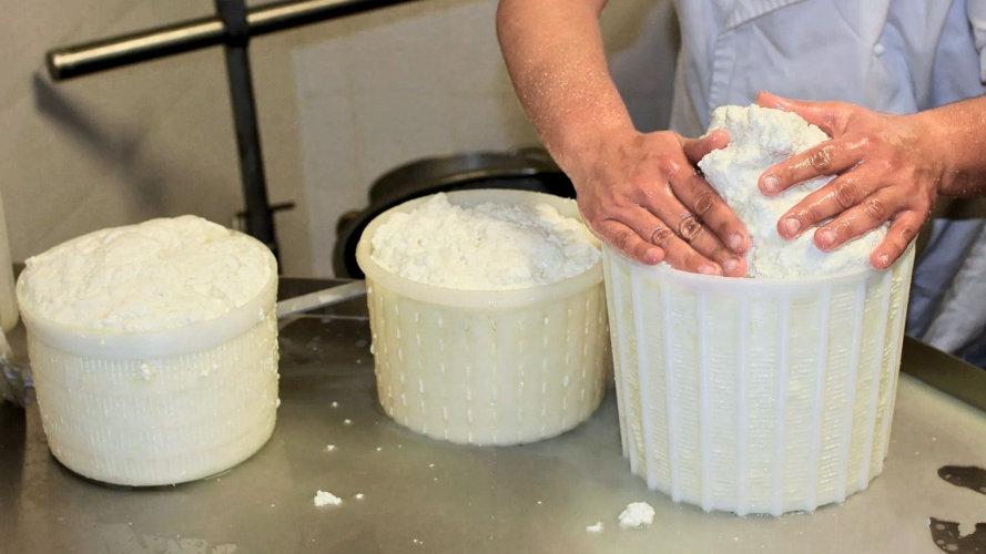 Lavorazione del formaggio nel caseificio di Pattada
