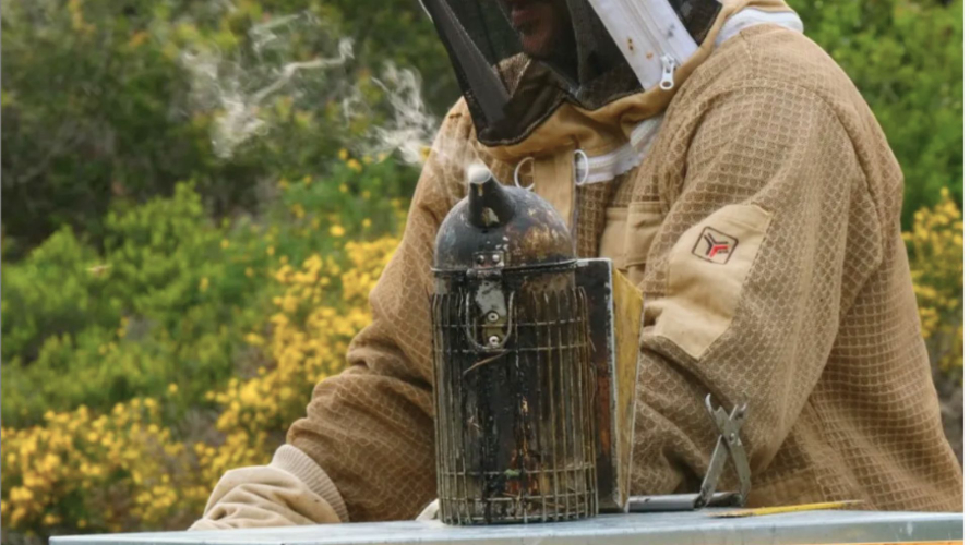 Apicoltore controlla le arnie in provincia di Sassari