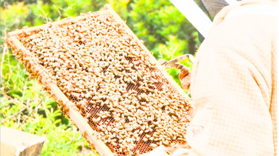 Apicoltore controlla il miele nell'arnia in provincia di Sassari