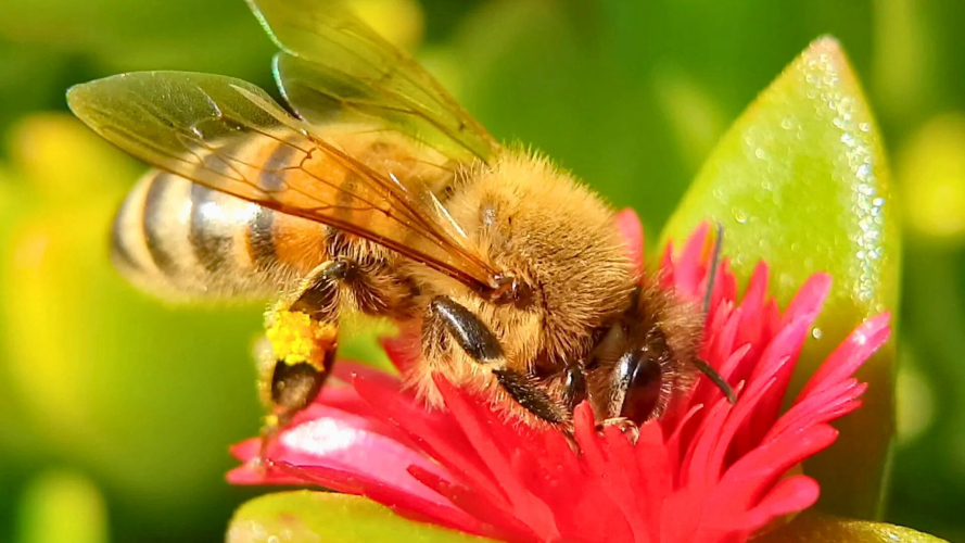 Api nell'alveare nel nord della Sardegna