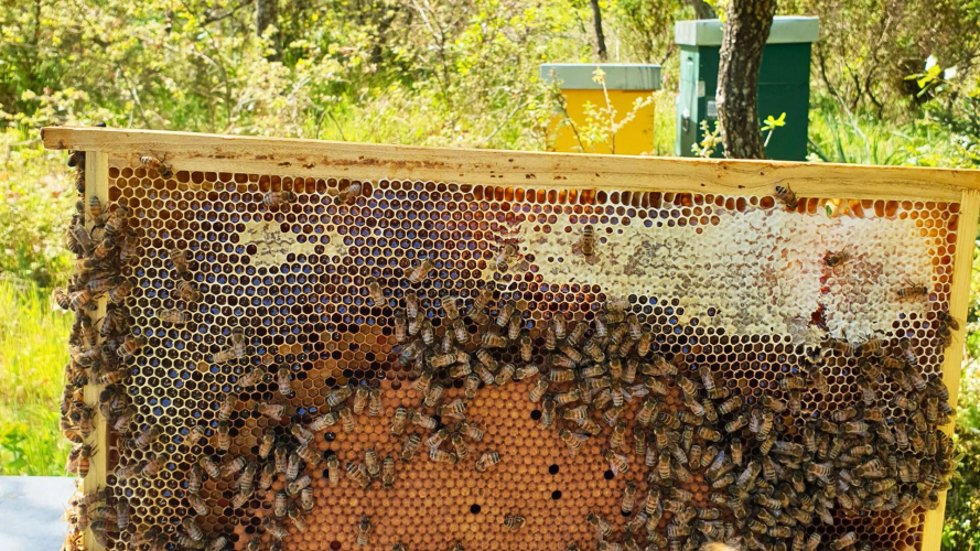 Api dell'alveare a Villanova Monteleone nel nord della Sardegna