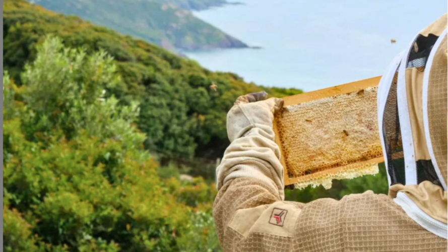 Apicoltore controlla le arnie vicino ad Alghero