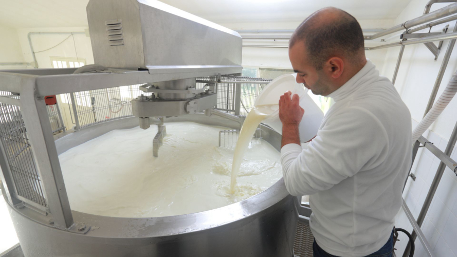 Lavorazione del formaggio nel caseificio di Pattada