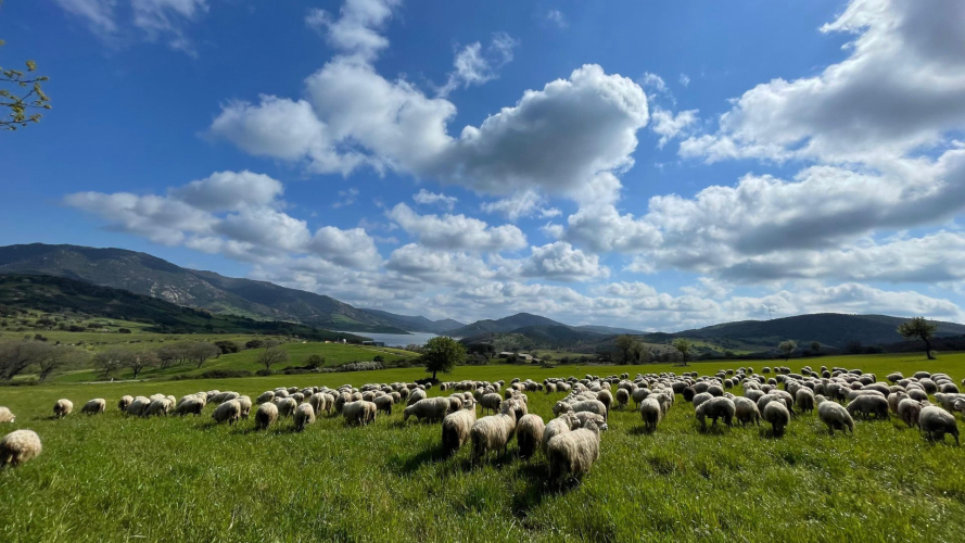 Paesaggio del Logudoro in zona Pattada